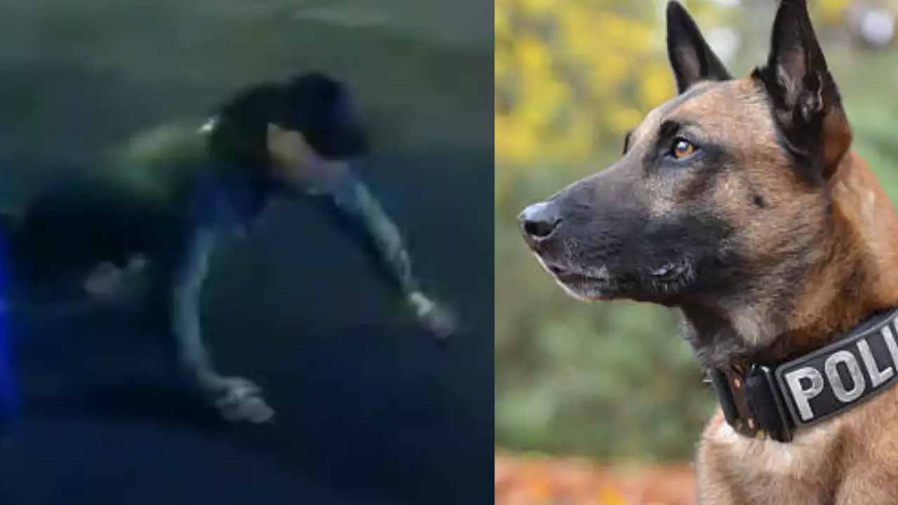 Viral video: 160 స్పీడ్‌తో కారు డ్రైవింగ్‌..పోలీసు కుక్క‌కు భ‌య‌ప‌డి పోలీసుల‌కు లొంగిపోయిన దొంగ‌!!