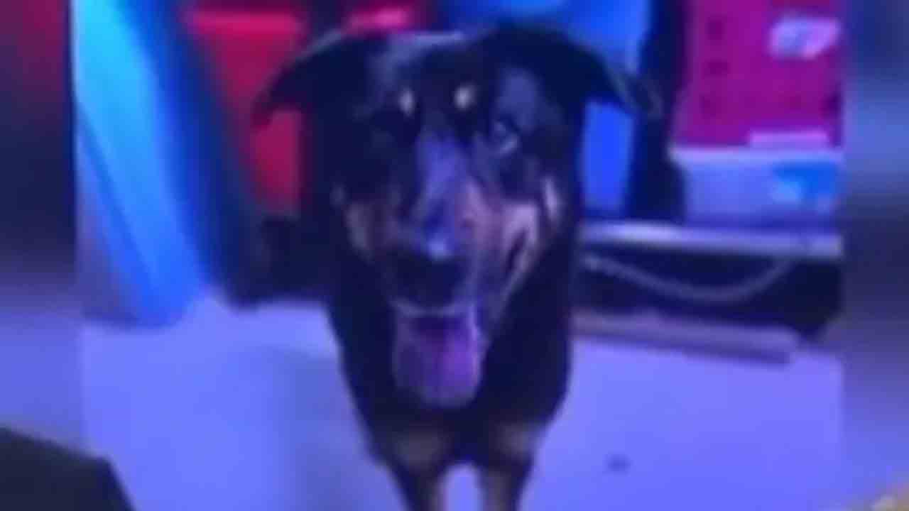 ఆడ కుక్క‌ల‌ను వ‌దిలేసి మ‌గ కుక్క‌ల వెంట ప‌డుతున్న మ‌రో మ‌గ కుక్క‌.. గే కుక్క‌ను ఏం చేశారో తెలుసా?