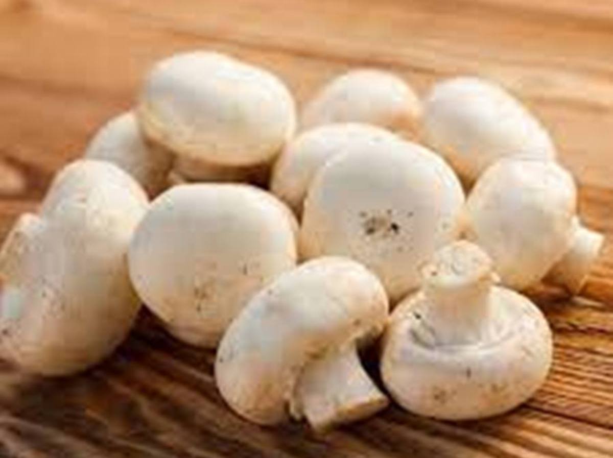 lichen used in Biryani | బిర్యానీలో ఉపయోగించే లైకేన్ ఏది?