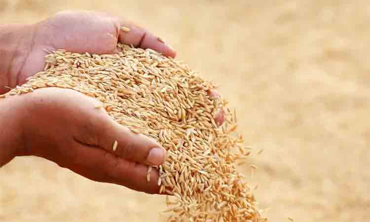 వడ్లు కొనాల్సిందే!