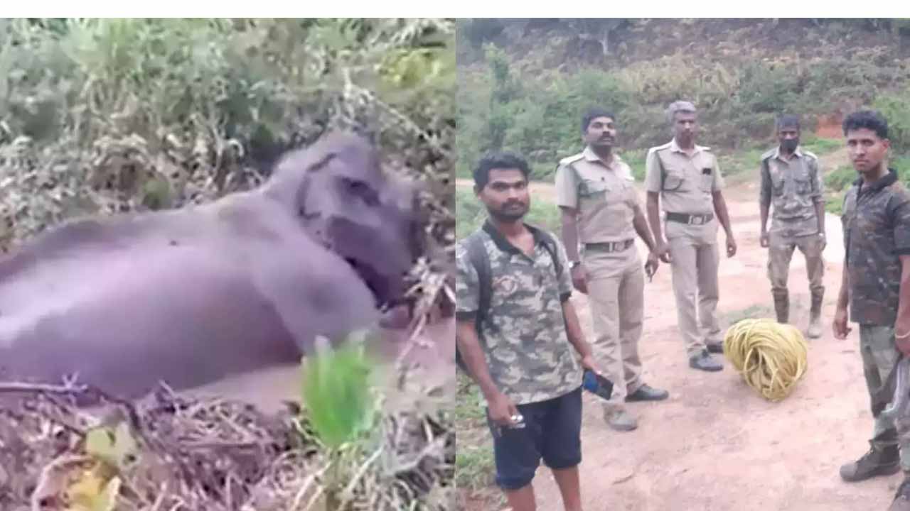 Viral video: ఊబిలో చిక్కుకుపోయిన ఏనుగు..ఎలా బ‌య‌ట‌ప‌డిందంటే?