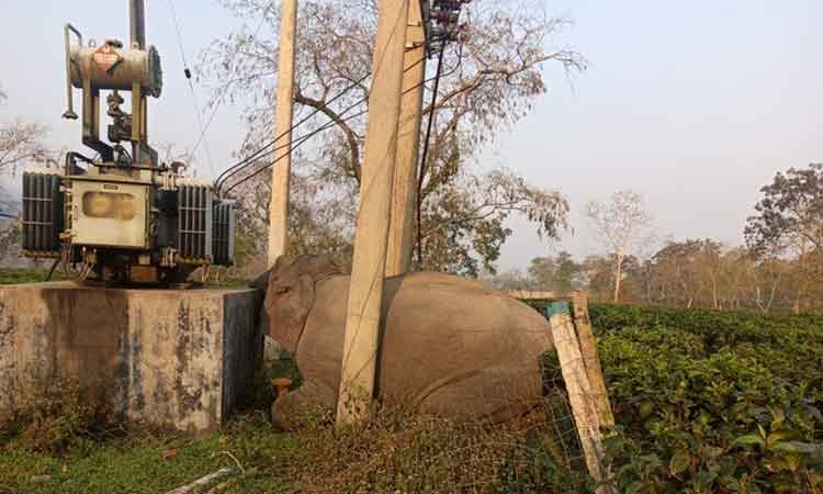 విద్యుత్తు తీగలను తాకి ఏనుగు మృతి