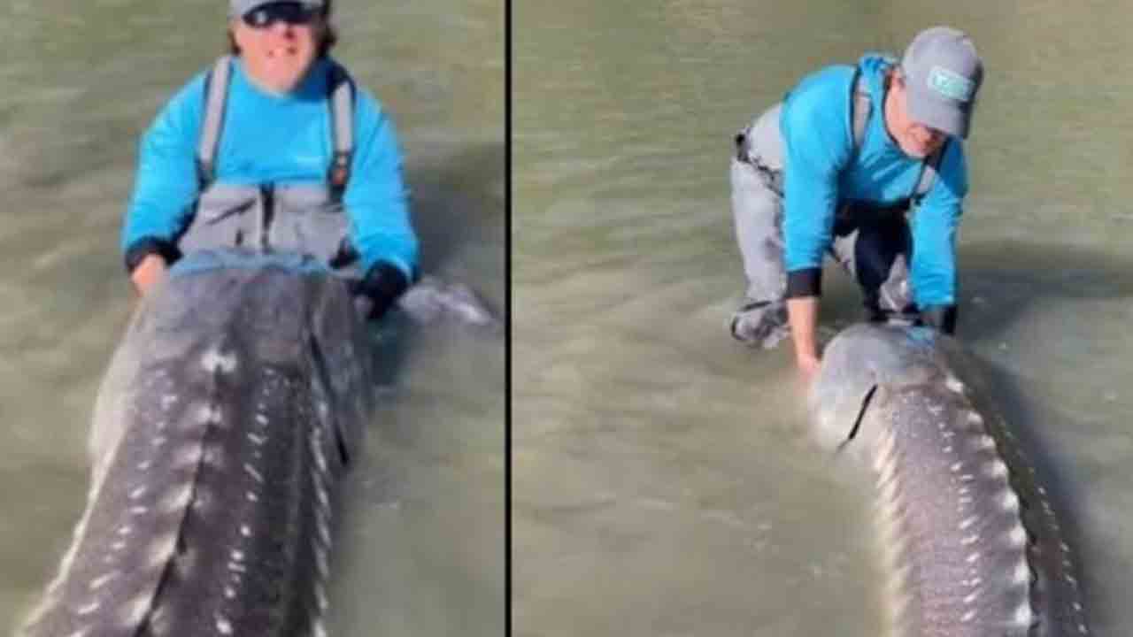 వ‌ల‌లో చిక్కిన 100 ఏళ్ల వ‌య‌సు ఉన్న చేప‌.. దాన్ని చూసి అంద‌రూ స్ట‌న్.. ఎందుకంటే?