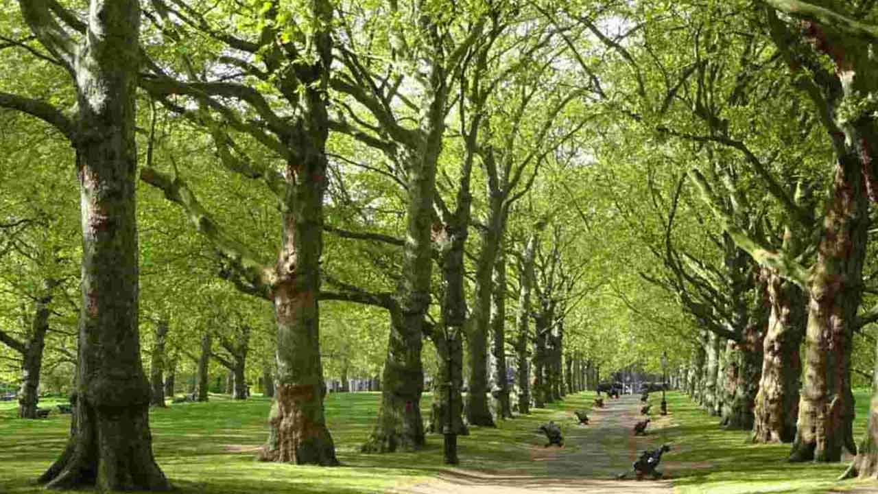 రాష్ట్రంలో మొత్తం అటవీ విస్తీర్ణం ఎంత?