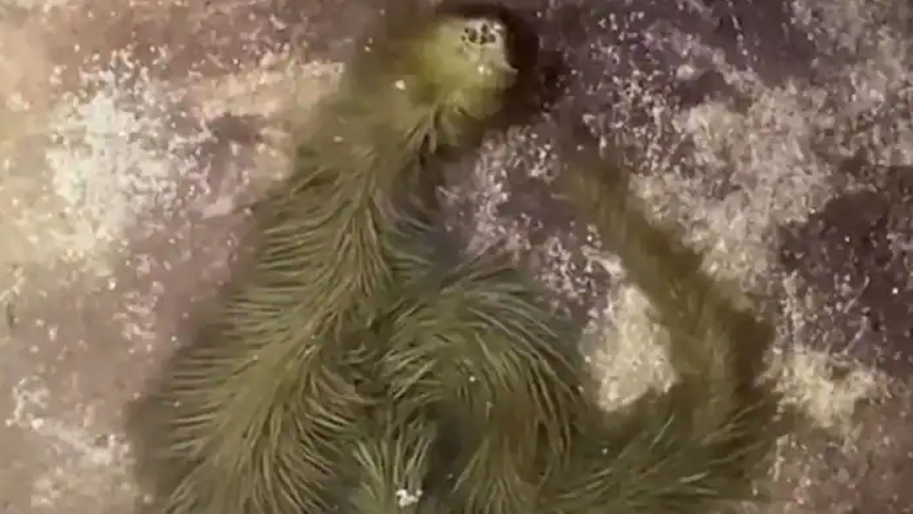 బొచ్చు ఉన్న పామును ఎప్పుడైనా చూశారా? షాక‌వుతున్న నెటిజ‌న్లు : వైర‌ల్ వీడియో