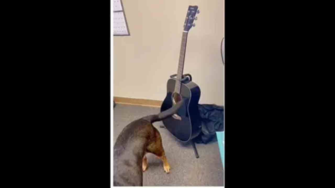 తోక‌తో గిటార్ వాయించిన కుక్క‌.. వైర‌ల్ వీడియో