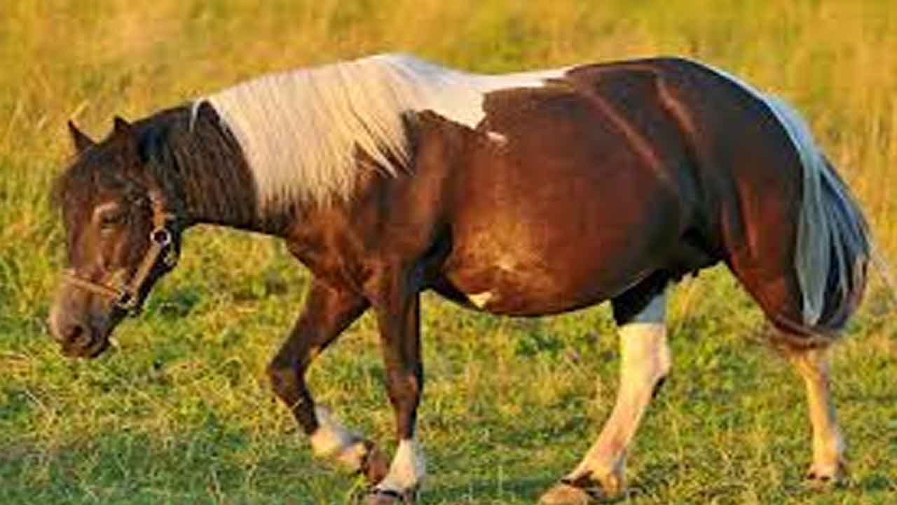 గుర్రం గర్భావధి కాలం ఎంత?