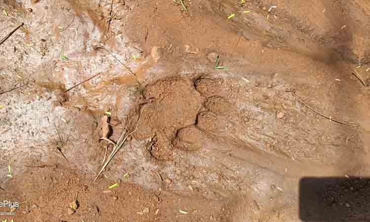 పులి సంచారం.. గ్రామస్తుల ఆందోళన