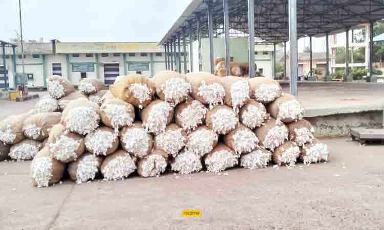 మన పత్తి బంగారం