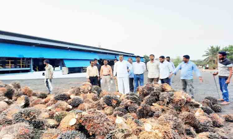 పామాయిల్‌ మొక్కల కొరత రానివ్వం