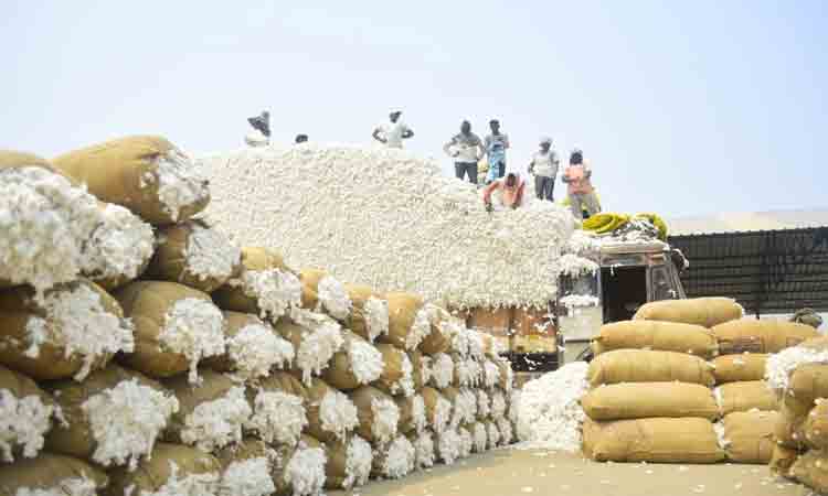 ప‌త్తి క్వింటాల్‌కు 12,350 ప‌లికిన ధ‌ర‌.. ఆనందంలో అన్న‌దాత‌లు