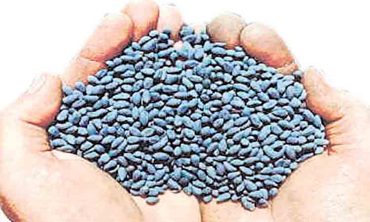 పత్తి విత్తుపై ధరల పోటు!