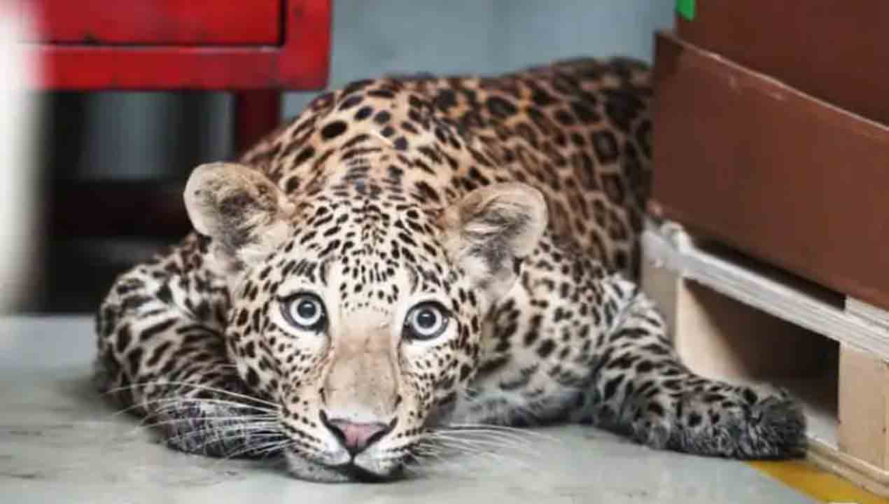 Viral Video: మెర్సిడెస్ బెంజ్ ఫ్యాక్టరీలో చిరుత… ఆరు గంటలు నిలిచిన పనులు