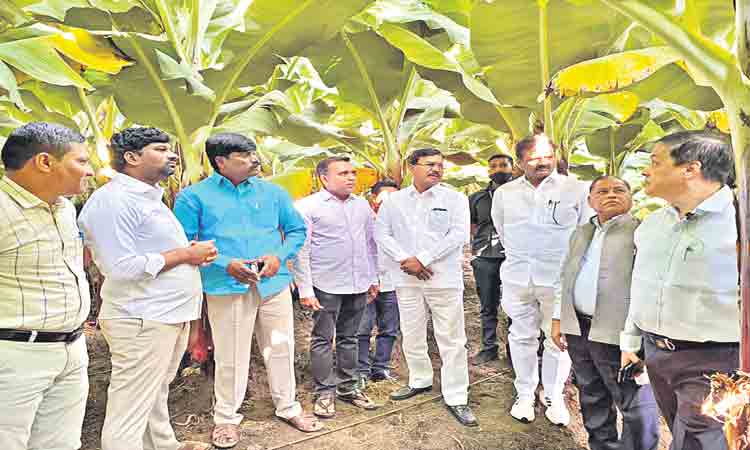 జల్‌గావ్‌ స్ఫూర్తితో అరటి సాగు