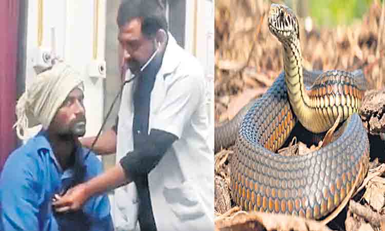 15 ఏండ్లలో 500 సార్లు పాముకాటు!