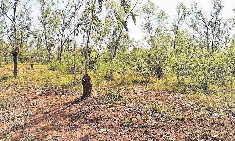 అందరి కన్ను అడవి పైనే