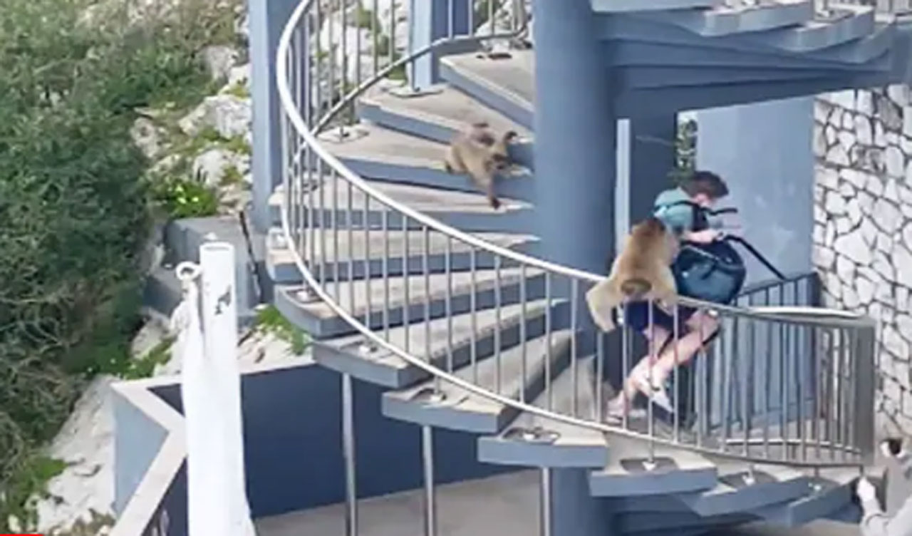 టూరిస్టులపై కోతుల దాడి.. మ‌హిళ త‌ల‌పై కూర్చొని ఓ కోతి ఏం చేసిందో తెలుసా? వైర‌ల్ వీడియో