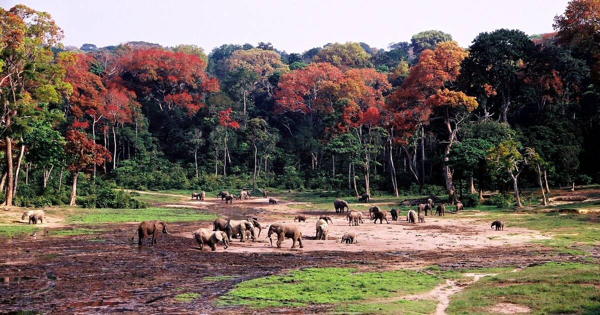 Forest in country | దేశంలో అటవీ విస్తీర్ణం..