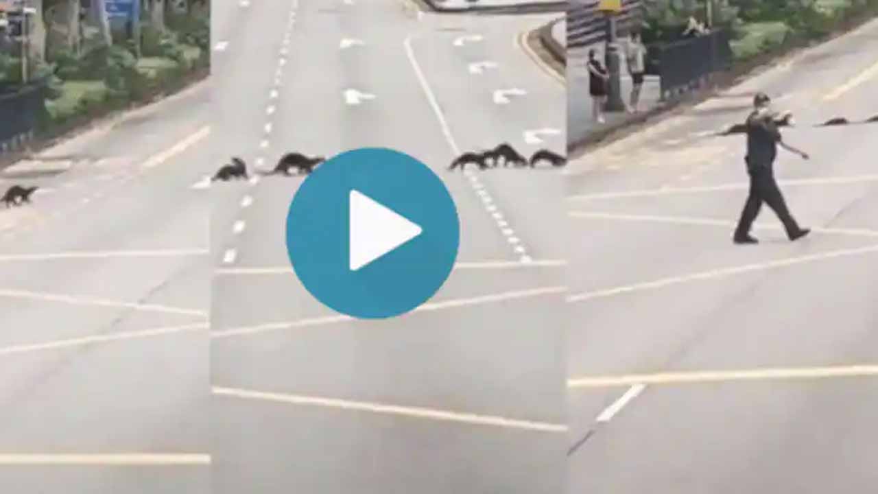 VIRAL VIDEO: నీటికుక్కలు రోడ్డు దాటేందుకు ట్రాఫిక్ను ఆపేశారు.. ఎక్కడంటే?