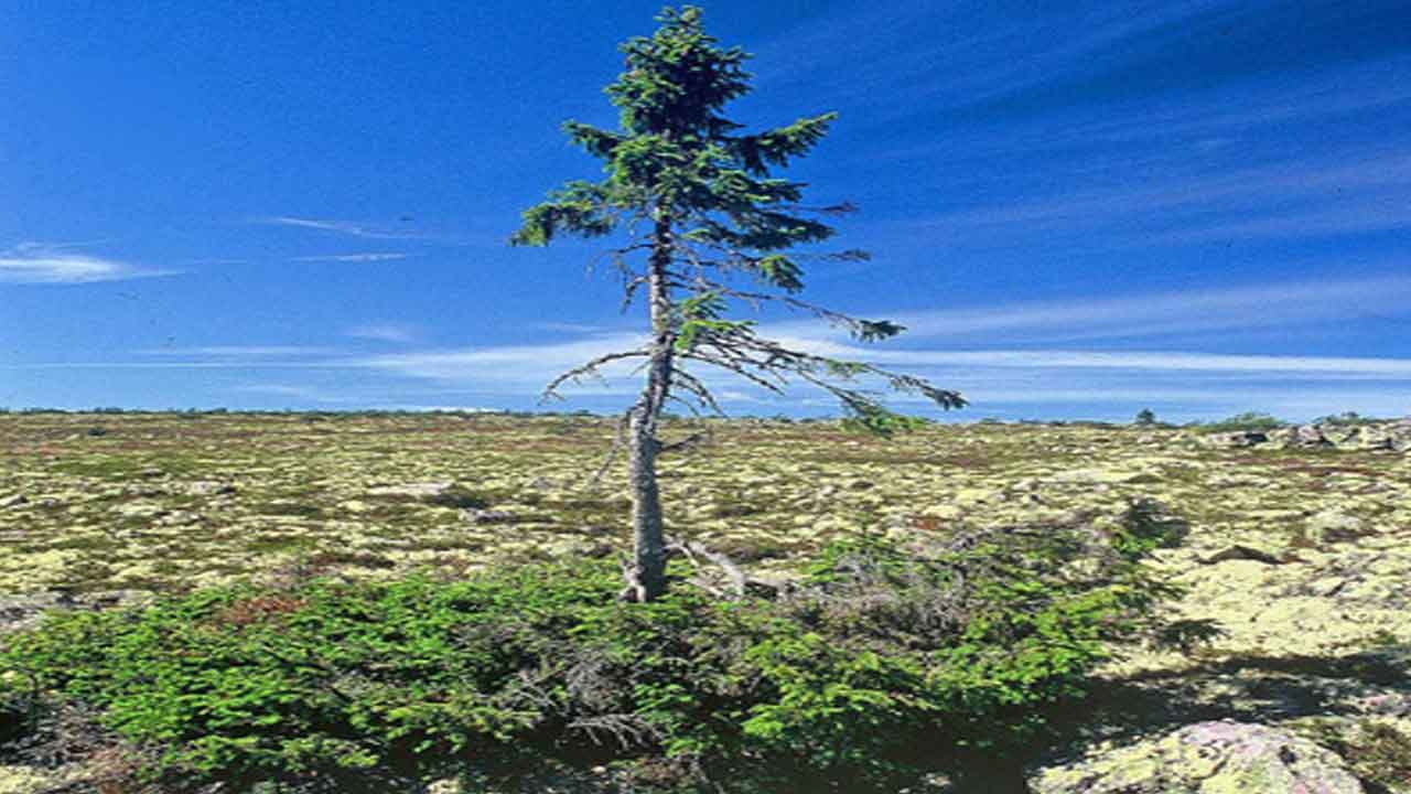 అతిపురాతన వృక్షం ఏదో తెలుసా?