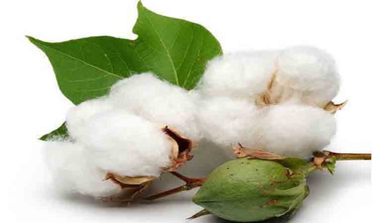 పత్తి క్వింటాల్‌ 10,310