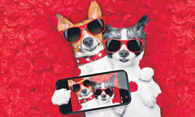 Pet Photography | న‌యా ట్రెండ్‌.. శున‌కాల‌కు కూడా డిఫ‌రెంట్‌ ఫొటోషూట్‌