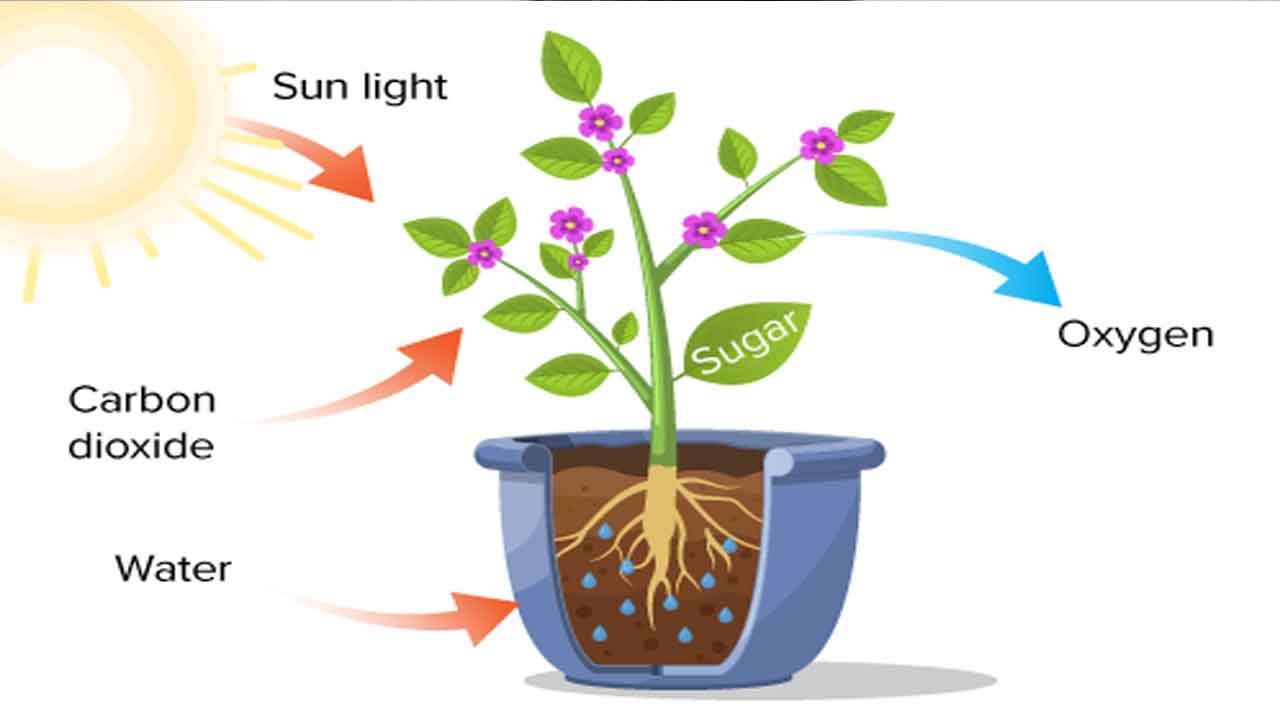 కిరణజన్య సంయోగక్రియ అంటే ఏమిటి?