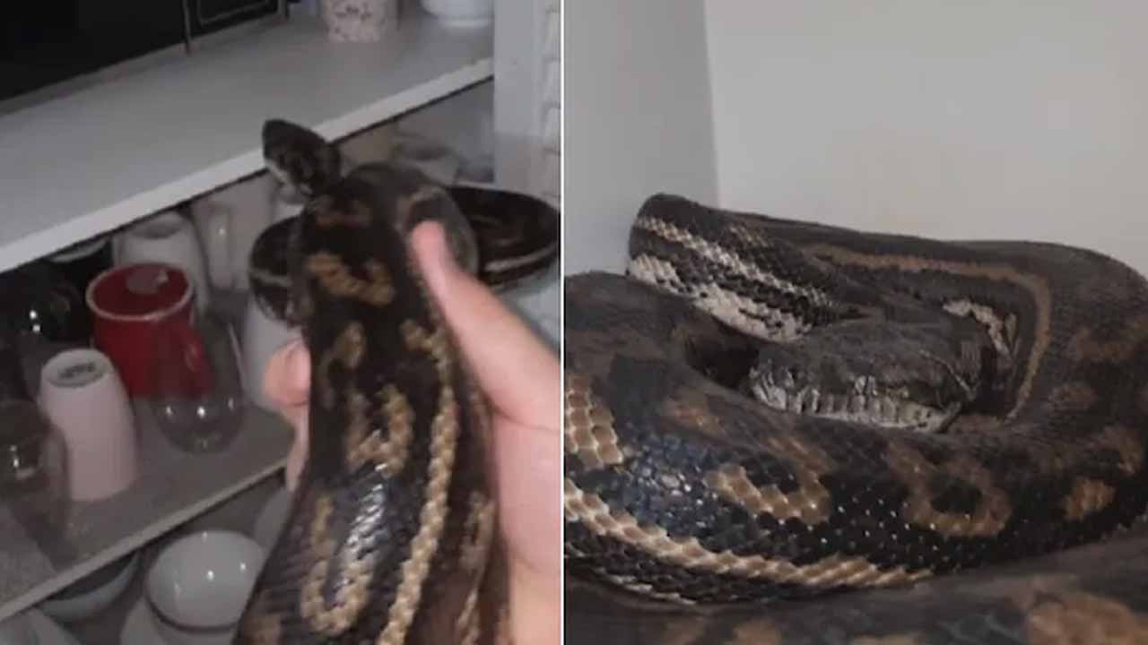 Viral video: అర్ధ‌రాత్రి వంట‌గ‌దిలో శ‌బ్ధాలు..దొంగ అనుకుని వెళ్లి చూస్తే..!!