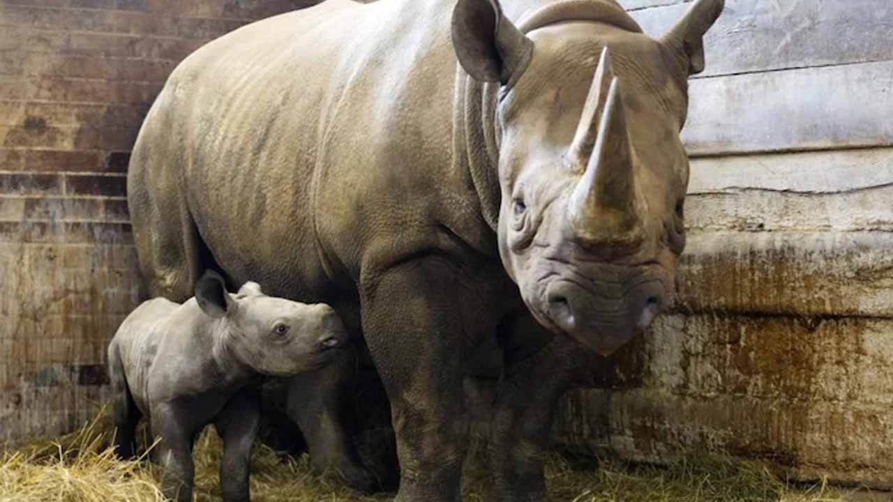 ఆ జూలో జ‌న్మించిన ఖ‌డ్గ‌మృగానికి ఉక్రెయిన్ రాజ‌ధాని *కీవ్‌* పేరు..ఎందుకు పెట్టారంటే?