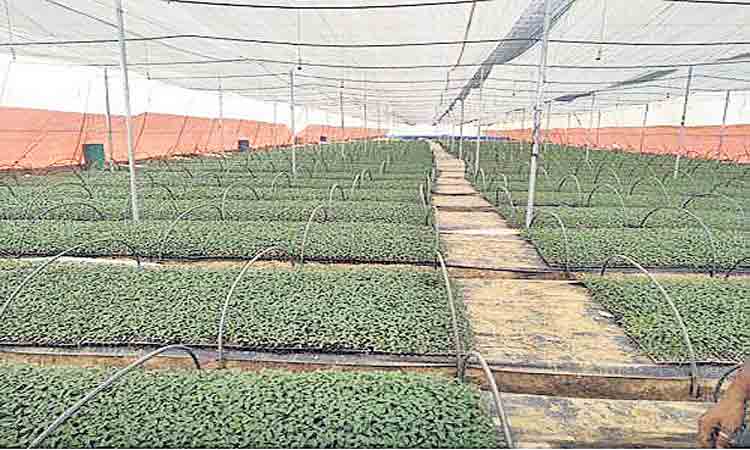 కూరగాయల నర్సరీలకు డిమాండ్‌ పుల్