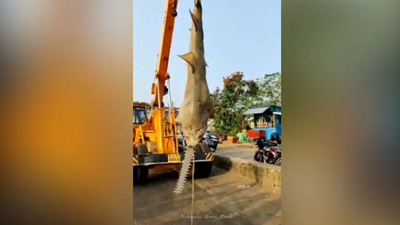 మ‌త్స్య‌కారుల వ‌ల‌లో చిక్కిన భారీ షార్క్.. ఎంత బ‌రువుందో తెలుసా? దాని రూపం చూసి షాక్‌