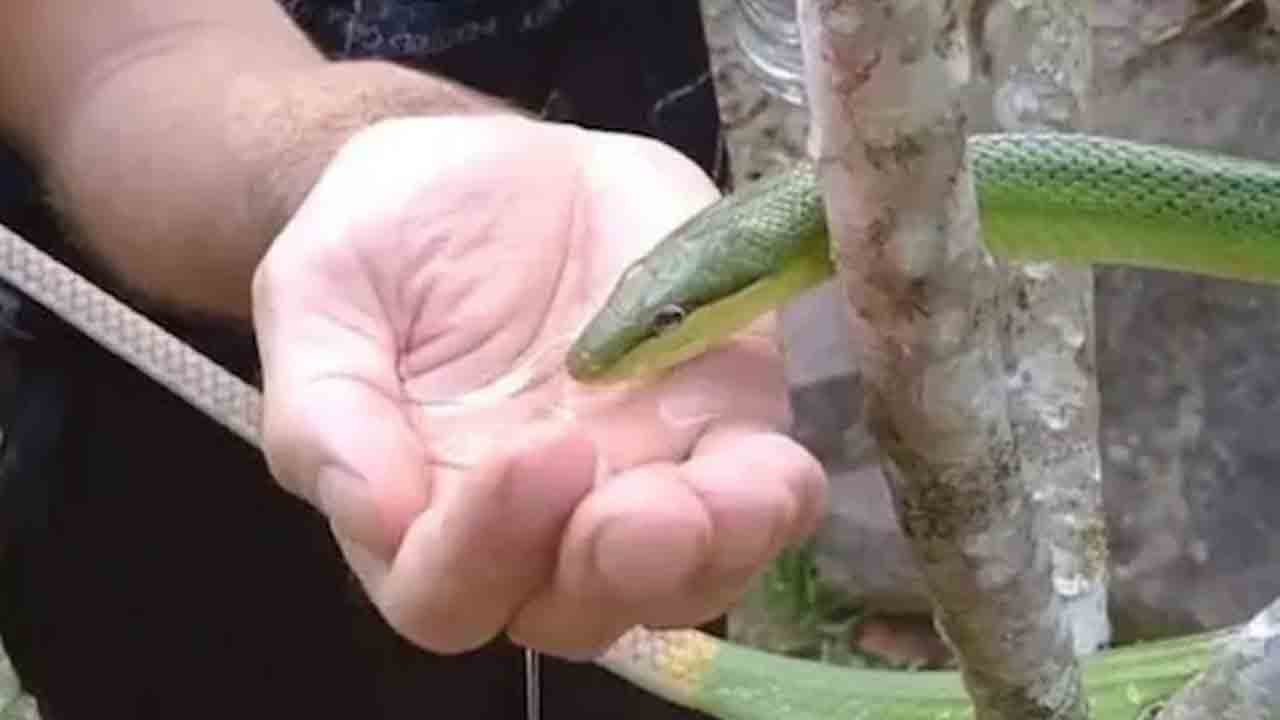 పాముకు నీళ్లు తాగించాడు.. ఆ త‌ర్వాత ఏం జ‌రిగిందో తెలుసా? వైర‌ల్ వీడియో