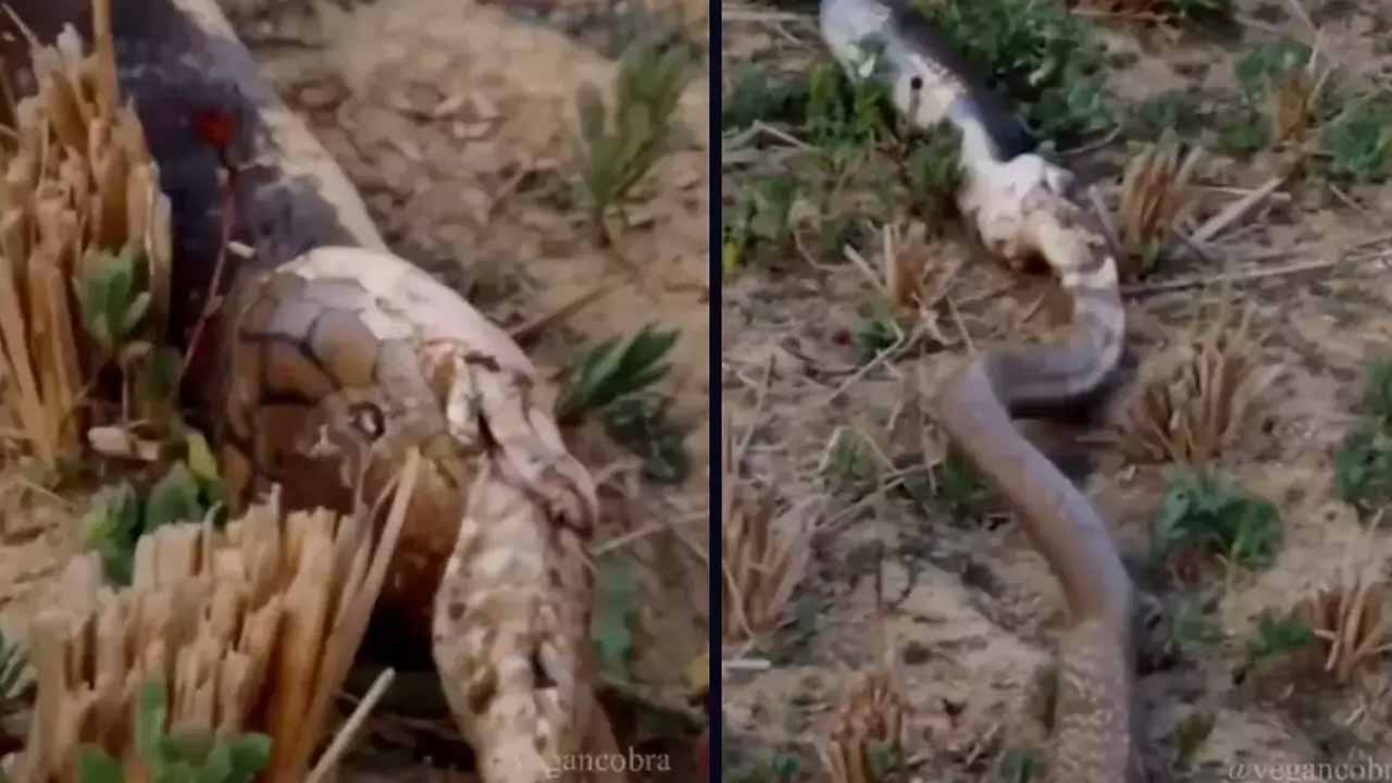 Viral video:  పామును అమాంతం మింగేసిన కింగ్‌కోబ్రా!!