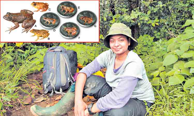 ‘మండూక మిత్ర’ సోనాలి!