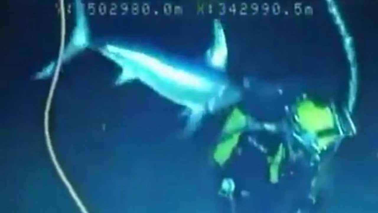 Viral video:   స్కూబా డ్రైవ‌ర్‌పై 721 అడుగ‌ల లోతులో 5 అడుగుల స్వార్డ్‌ఫిష్ దాడి..!!