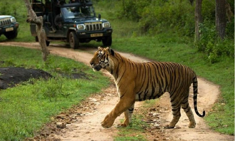 Bandipur Tiger Reserve | బందీపూర్ టైగ‌ర్ రిజ‌ర్వ్ ఫారెస్ట్‌లో అగ్ని ప్ర‌మాదం..