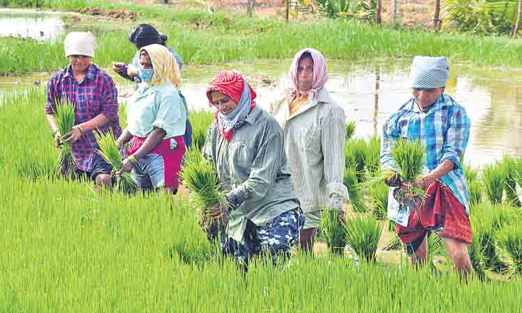 సాగుకు అవసరం జాతీయ విధానం