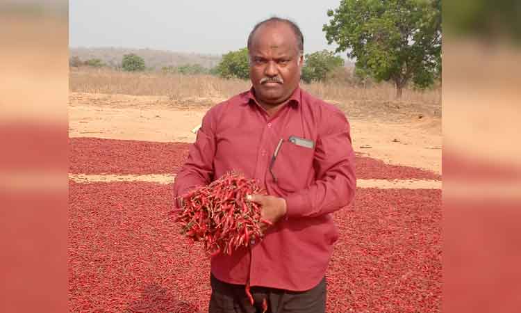 ఎండు మిర్చి ధర రూ.55 వేలు..