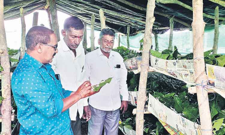 ‘పట్టు’సిరులు