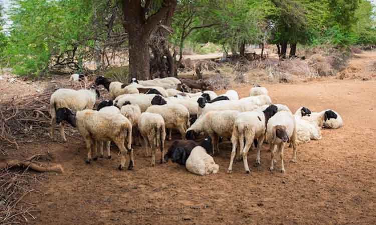 మూగ జీవాలకు వేసవి ముప్పు