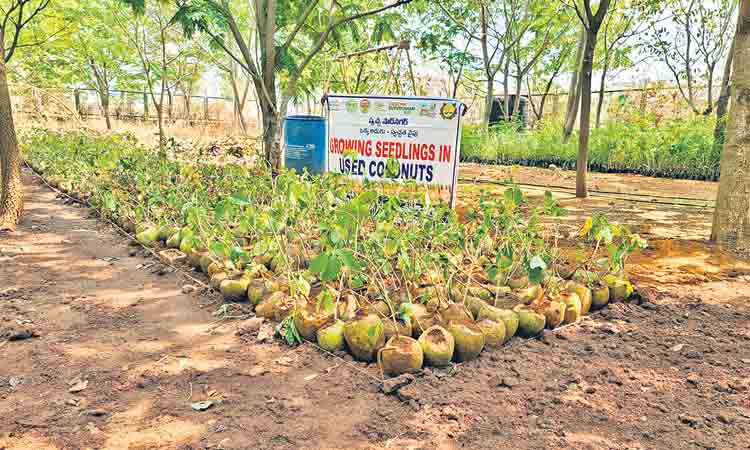 ఖాళీ కొబ్బరి బొండాల్లో మొక్కల పెంపకం