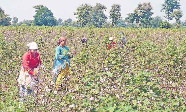 మన పత్తి..ఖండాంతర ఖ్యాతి