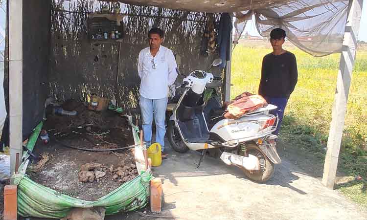 పాలీహౌస్‌ సిరులు