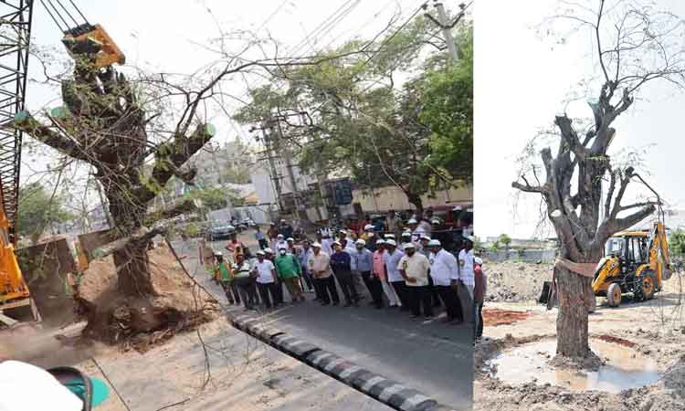 ఏండ్ల నాటి చెట్లకు పునరుజ్జీవం