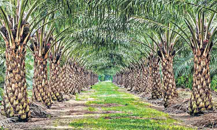 ఆయిల్‌ సాగుకు సర్కార్‌ చేయుత