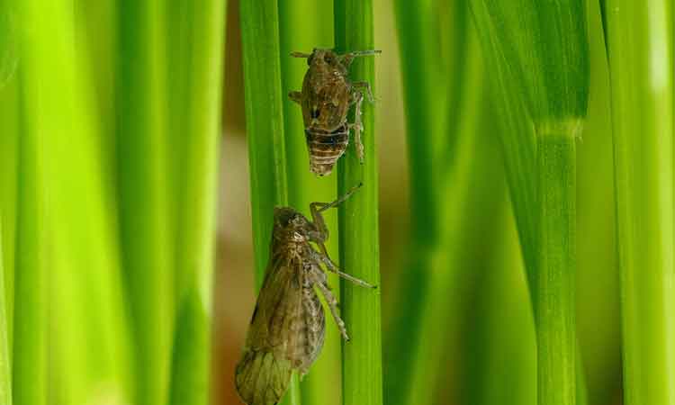 సుడిదోమ నివారణకు ‘అర్కెస్ట్రా’