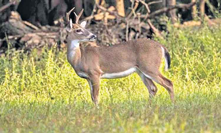 కెనడాలో‘జాంబీ డిసీజ్‌’రెండు జింకలు మృతి