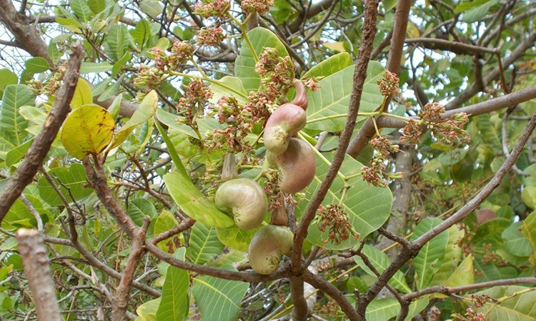 జీడి మామిడి.. ఆశల దిగుబడి