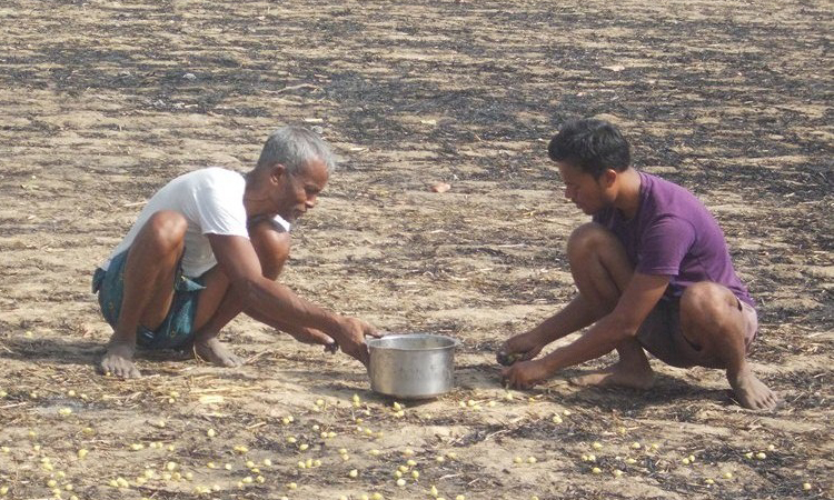 ఇప్పపూల బాటలో ఉపాధి వేట