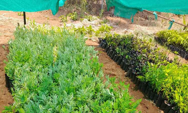 హరిత ఆరోగ్యహారం..